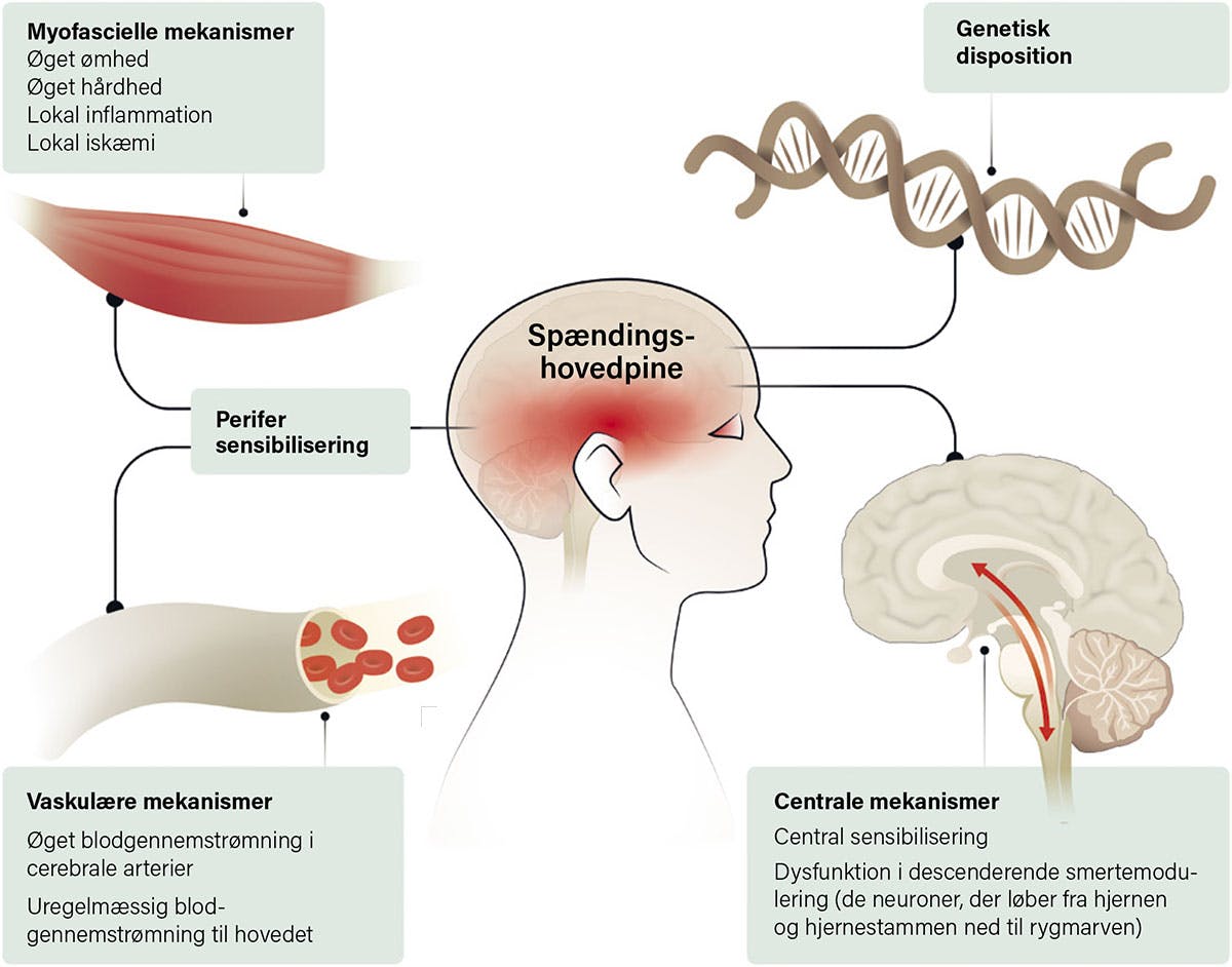 Fysioterapeuten-2024-04-forskning-patofysiologi-1200px.jpg