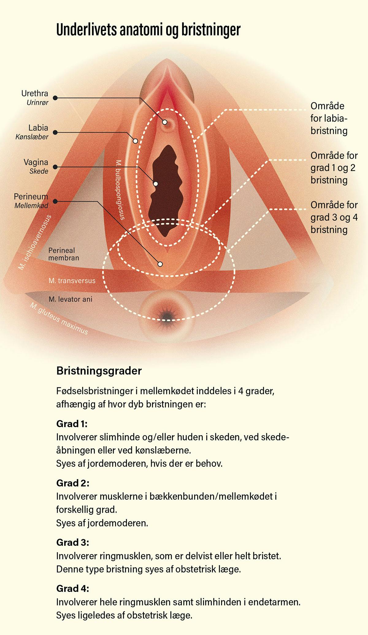 Fysioterapeuten-2025-01-forskning-bristninger-1200px.jpg