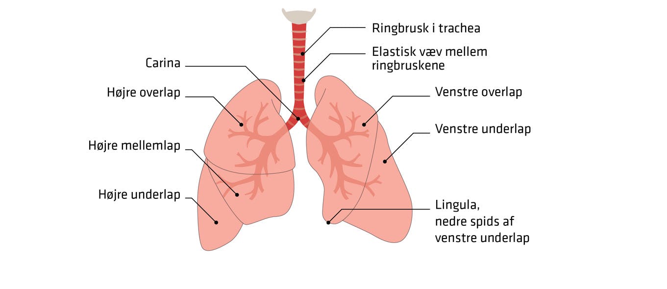 Lungernes karakteristika