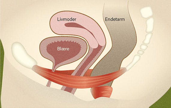 Fysioterapeuten-2025-01-forskning-bækkenbund-1-570px.jpg