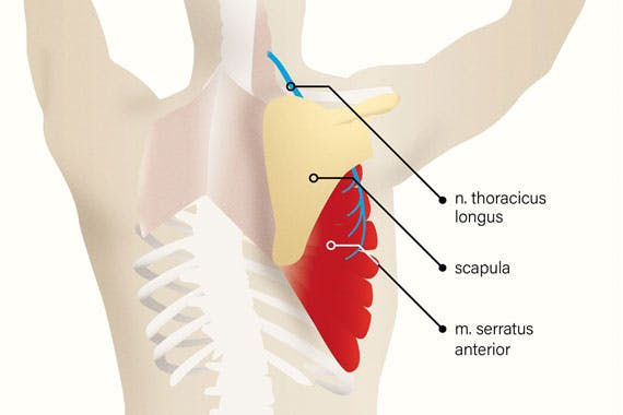 fys-26-02-nyviden-scapula-570x380px.jpg